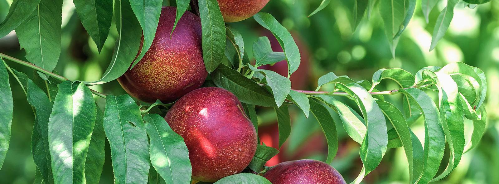 Nectarine Trees For Sale Melbourne Buy Fruit Trees All Green